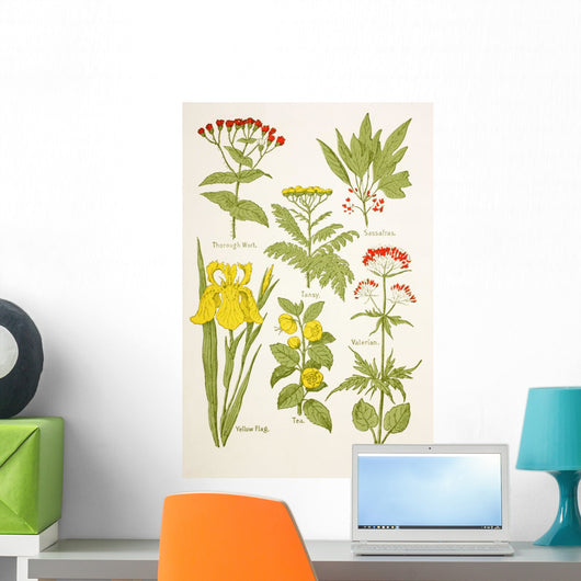 Medicinal Herbs And Plants Clockwise From Top Left Wall Mural