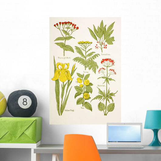 Medicinal Herbs And Plants Clockwise From Top Left Wall Mural