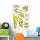 Medicinal Herbs And Plants Clockwise From Top Left Wall Mural