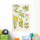 Medicinal Herbs And Plants Clockwise From Top Left Wall Mural