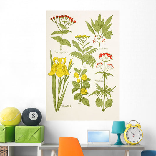 Medicinal Herbs And Plants Clockwise From Top Left Wall Mural