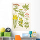 Medicinal Herbs And Plants Clockwise From Top Left Wall Mural