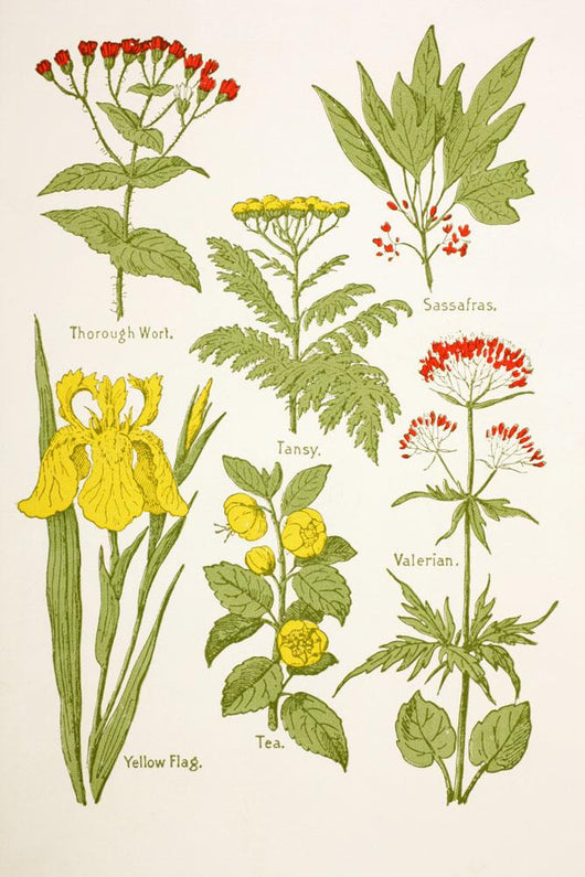 Medicinal Herbs And Plants Clockwise From Top Left Wall Mural