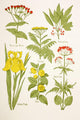 Medicinal Herbs And Plants Clockwise From Top Left Wall Mural