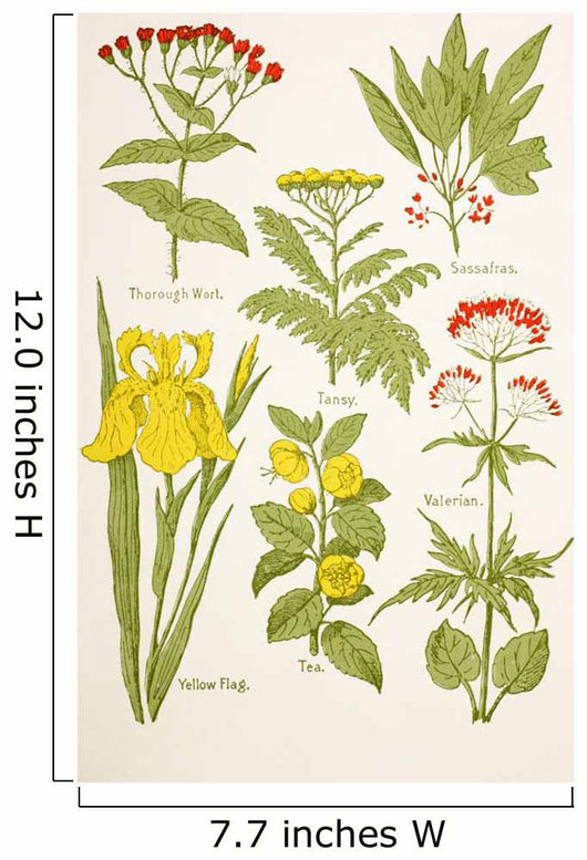 Medicinal Herbs And Plants Clockwise From Top Left Wall Mural