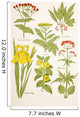 Medicinal Herbs And Plants Clockwise From Top Left Wall Mural