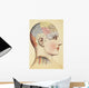 A Phrenological Map Of The Human Brain Wall Mural