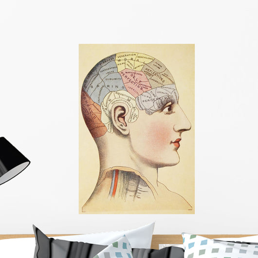 A Phrenological Map Of The Human Brain Wall Mural