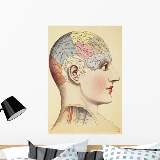 A Phrenological Map Of The Human Brain Wall Mural