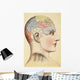 A Phrenological Map Of The Human Brain Wall Mural