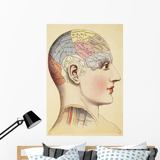 A Phrenological Map Of The Human Brain Wall Mural
