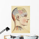 A Phrenological Map Of The Human Brain Wall Mural