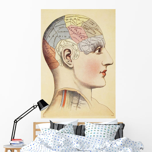 A Phrenological Map Of The Human Brain Wall Mural