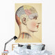 A Phrenological Map Of The Human Brain Wall Mural
