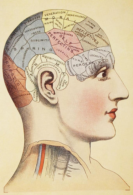 A Phrenological Map Of The Human Brain Wall Mural