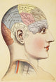A Phrenological Map Of The Human Brain Wall Mural
