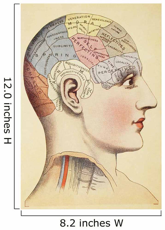 A Phrenological Map Of The Human Brain Wall Mural