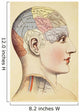 A Phrenological Map Of The Human Brain Wall Mural