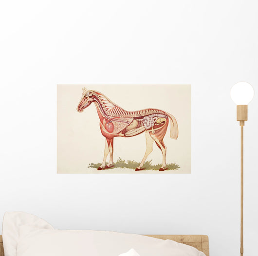 Internal Organs Of A Horse Wall Mural