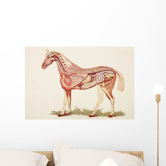 Internal Organs Of A Horse Wall Mural