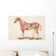 Internal Organs Of A Horse Wall Mural