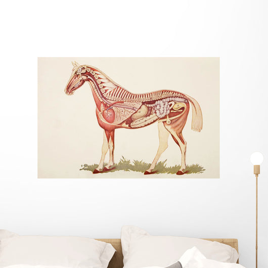 Internal Organs Of A Horse Wall Mural
