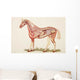 Internal Organs Of A Horse Wall Mural