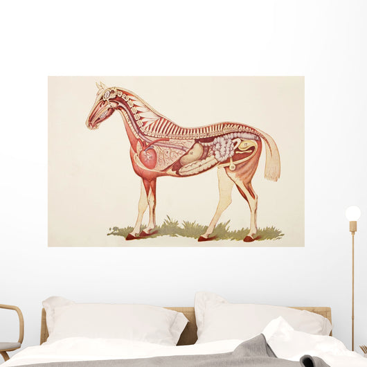 Internal Organs Of A Horse Wall Mural