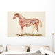 Internal Organs Of A Horse Wall Mural