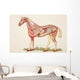 Internal Organs Of A Horse Wall Mural
