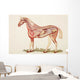 Internal Organs Of A Horse Wall Mural