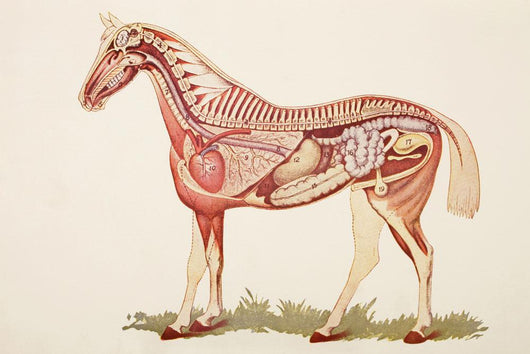 Internal Organs Of A Horse Wall Mural