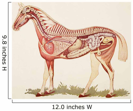 Internal Organs Of A Horse Wall Mural