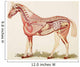 Internal Organs Of A Horse Wall Mural