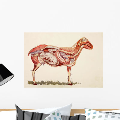 Internal Organs Sheep Wall Mural shown on a wall