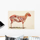 Internal Organs Of A Sheep Wall Mural