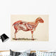 Internal Organs Of A Sheep Wall Mural