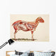 Internal Organs Of A Sheep Wall Mural