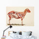 Internal Organs Of A Sheep Wall Mural