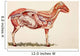 Internal Organs Of A Sheep Wall Mural