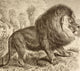 Now Extinct From La Vida De Los Animales Published Spain Circa 1885 Wall Mural