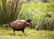 Pheasant Wall Mural
