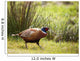 Pheasant Wall Mural