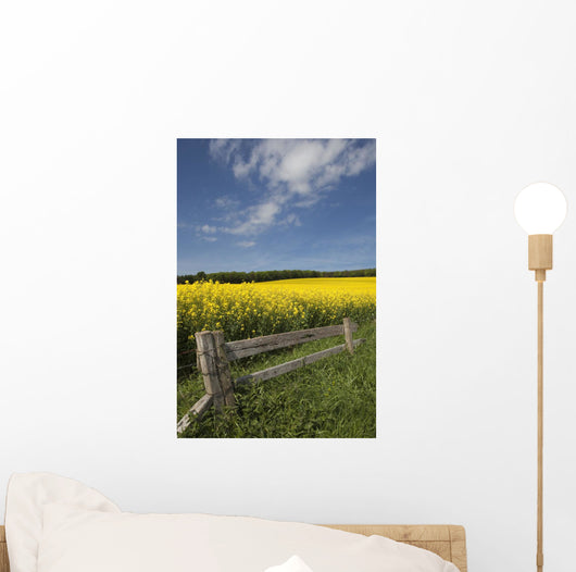 A Wooden Fence Along A Field Of Canola Wall Mural