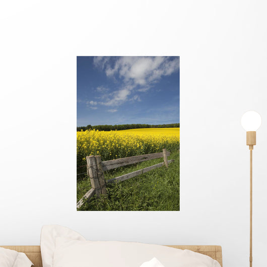 A Wooden Fence Along A Field Of Canola Wall Mural