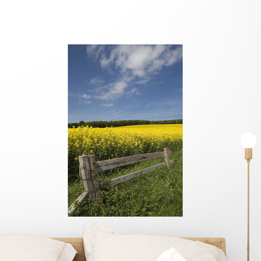 A Wooden Fence Along A Field Of Canola Wall Mural