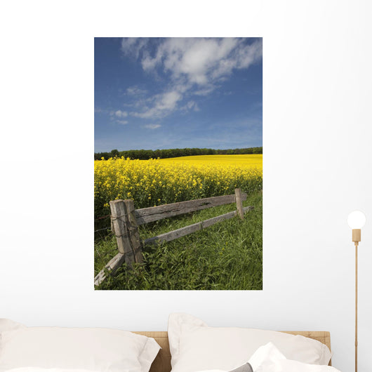A Wooden Fence Along A Field Of Canola Wall Mural