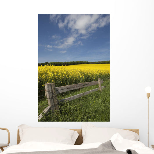A Wooden Fence Along A Field Of Canola Wall Mural