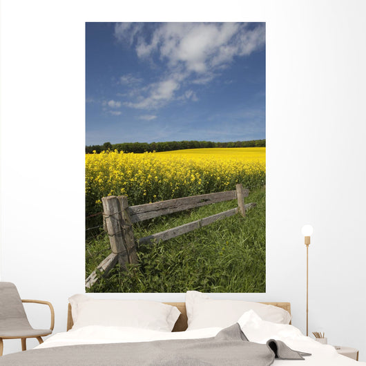 A Wooden Fence Along A Field Of Canola Wall Mural