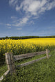 A Wooden Fence Along A Field Of Canola Wall Mural